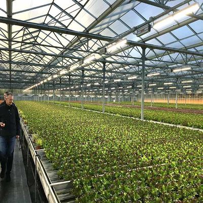 ভালো দাম Corrosion Resistance Agriculture Solar Energy Greenhouse 2.0mm 2.5mm Thickness অনলাইন