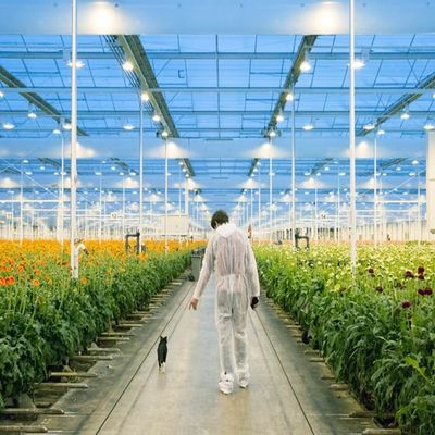 ভালো দাম Adjustable Light Sustainable Steel Film Greenhouse Solar System অনলাইন