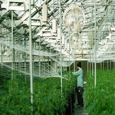 ভালো দাম Galvanized Stainless Steel Greenhouse Solar Mounting Structure অনলাইন